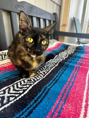 Primary Color Tortoiseshell Weight 934lbs Age 1yrs 0mths 0wks Animal has bee