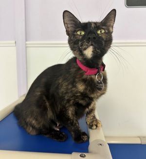 Hi Im Gigi Im a total sweetheart with a soft spot for sunshine and snuggles
