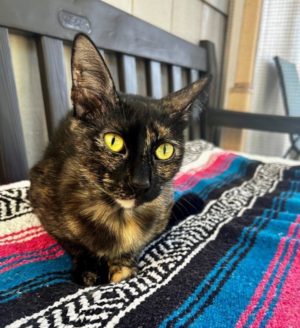 Gigi