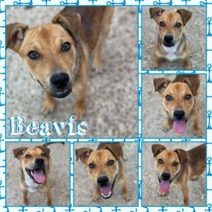 Beavis