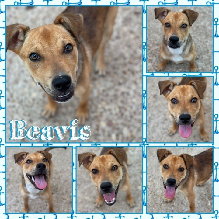 Beavis 1