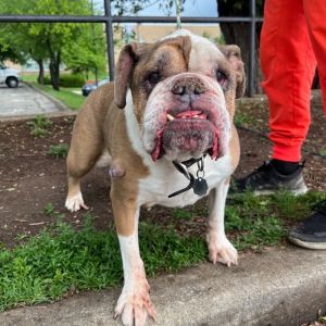 Ella, Senior Female English Bulldog