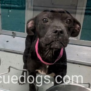 Blackberry, Baby Female Pit Bull Terrier