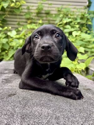 Hi Im Maria Im a bubbly puppy with a heart full of love My days are filled with chasing my