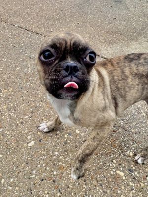 Meet Pebbles Shes a cuddly little ball of energy who loves nothing more than playtime and snuggles