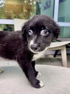 Hi there Im Grace I adore snuggling up with my friends here but I cant wait to find a family