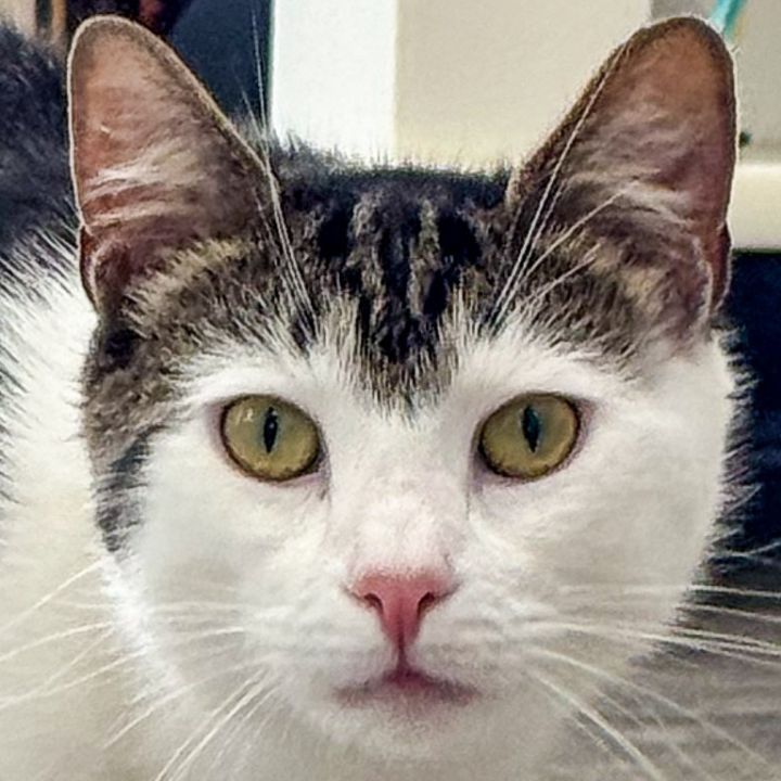 Baxter *Bonded w/ Doc* 1