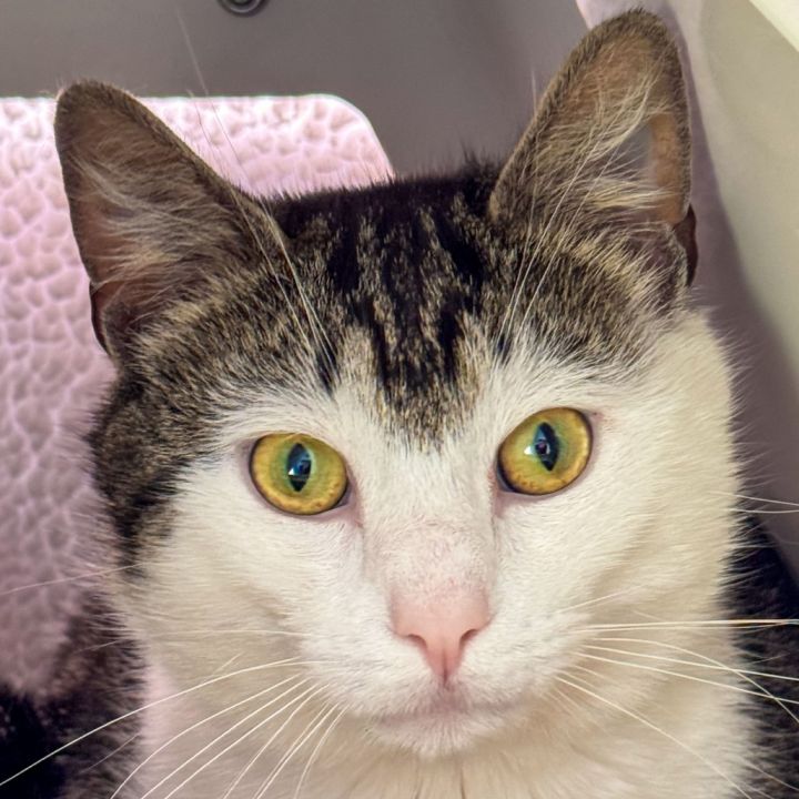 Baxter *Bonded w/ Doc* 2
