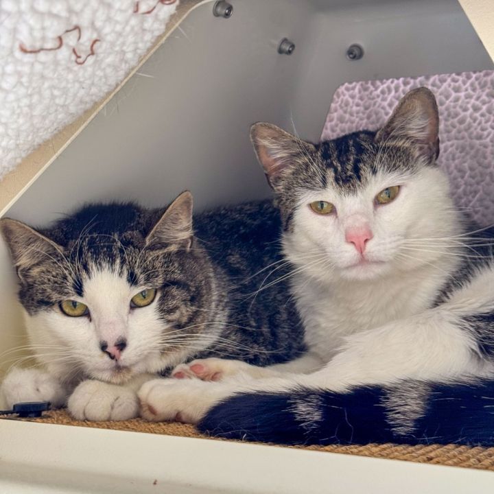 Baxter *Bonded w/ Doc* 3