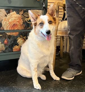 Nova