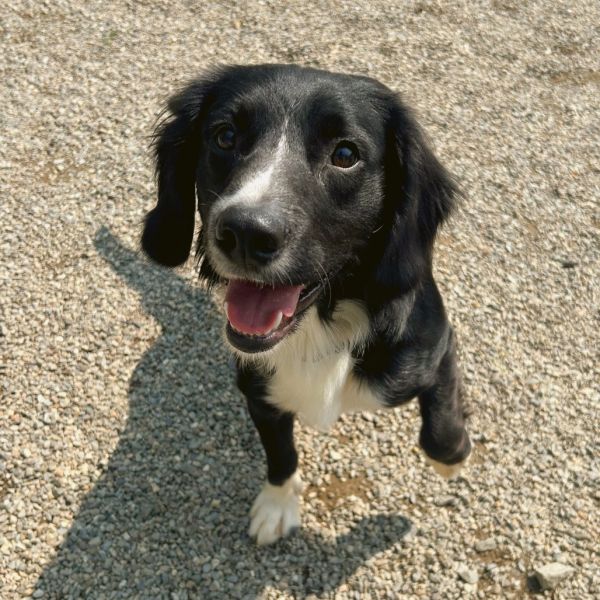 Pet Image