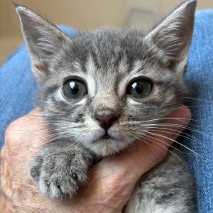 Ghost Domestic Short Hair Cat