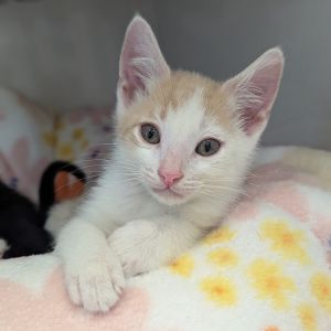 Meet Chewbacca big fuzzy and full of heart Rescued by our friends at Furrever Cat this gentle g