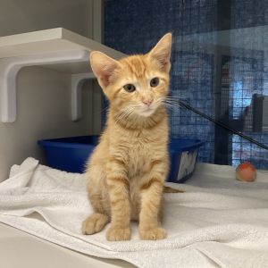 Meet Sky a playful love bug with a heart as big as his purrs Rescued by our friends at Furrever