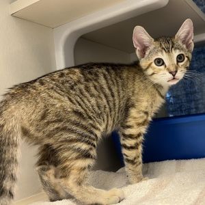 Princess is the sweetest girl who will melt in the hands of anyone who offers her a gentle pet Her