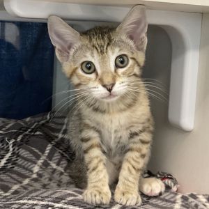Princess is the epitome of sweetness with a gentle soul and a heart full of love Coming to us from
