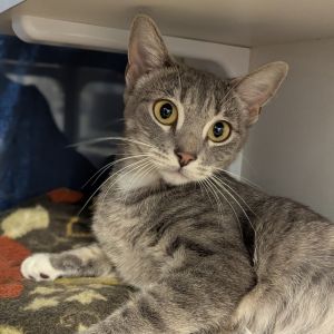Meet Willow a gentle soul with a quiet strength rescued by our friends at Furrever Cat and Kitten 