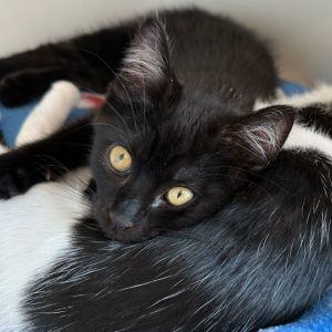 Say hello to Gnocchi Rescued by Pink Paws Gnocchi is the cuddliest of the pasta crew She loves to
