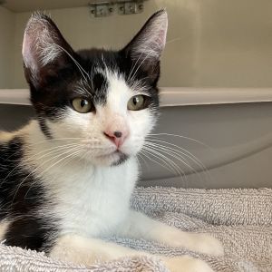 Rotini is full of twisty and zesty fun This little cutie is always on the move chasing toys and tu