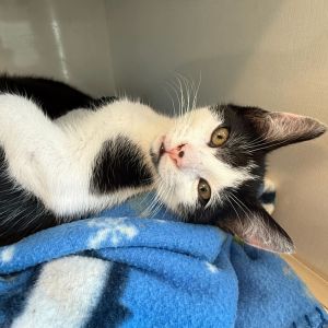 Rotini is full of twisty and zesty fun This little cutie is always on the move chasing toys and tu