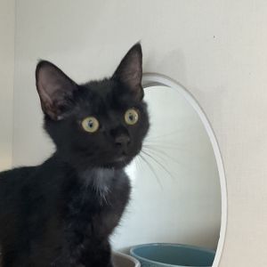 Penne is the perfect blend of hearty and sweet This dapper little dude may be shaped like a noodle