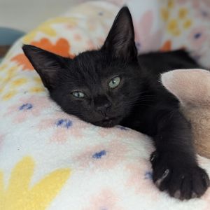 Lebron is a total MVP Most Valuable Purrer Rescued by Furrever Cat and Kitten Rescue this confide