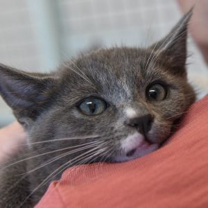 Nala is confident curious and always ready for adventure With her striking looks and regal bearin