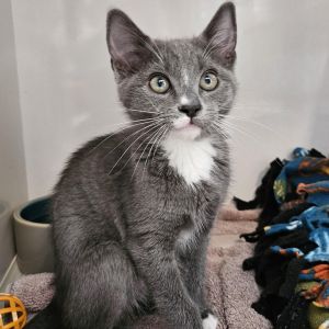 Nala is confident curious and always ready for adventure With her striking looks and regal bearin