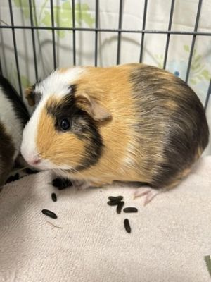 Odette, Young Female Guinea Pig