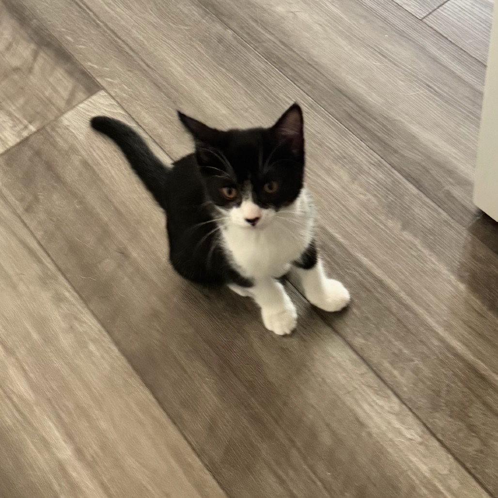 Oreo