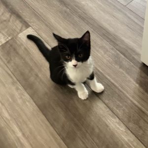 Oreo