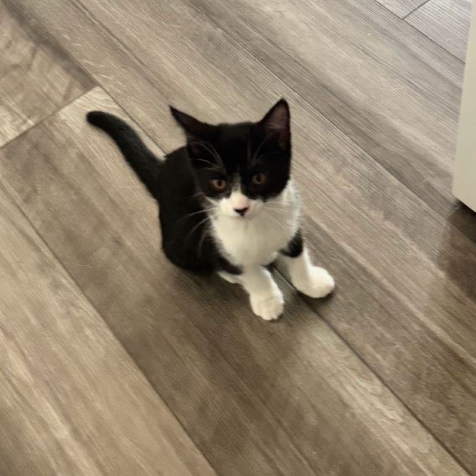 Oreo