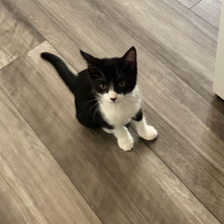 Oreo 1