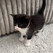 Oreo