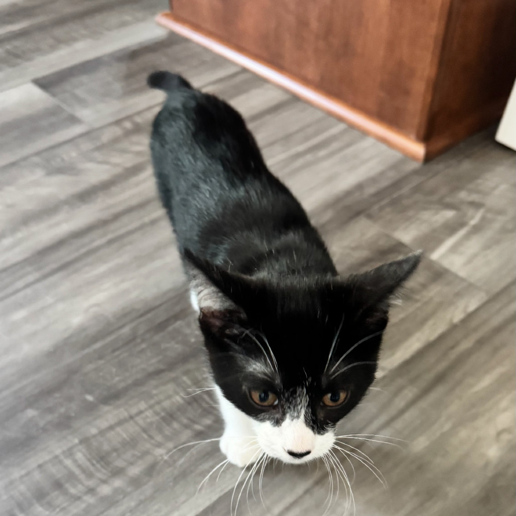 Oreo