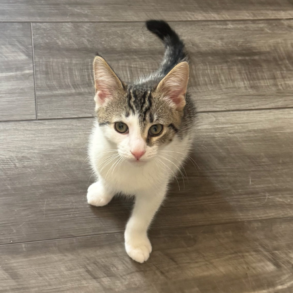 Simba
