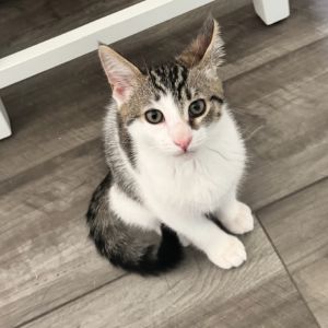 Simba