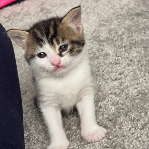Simba
