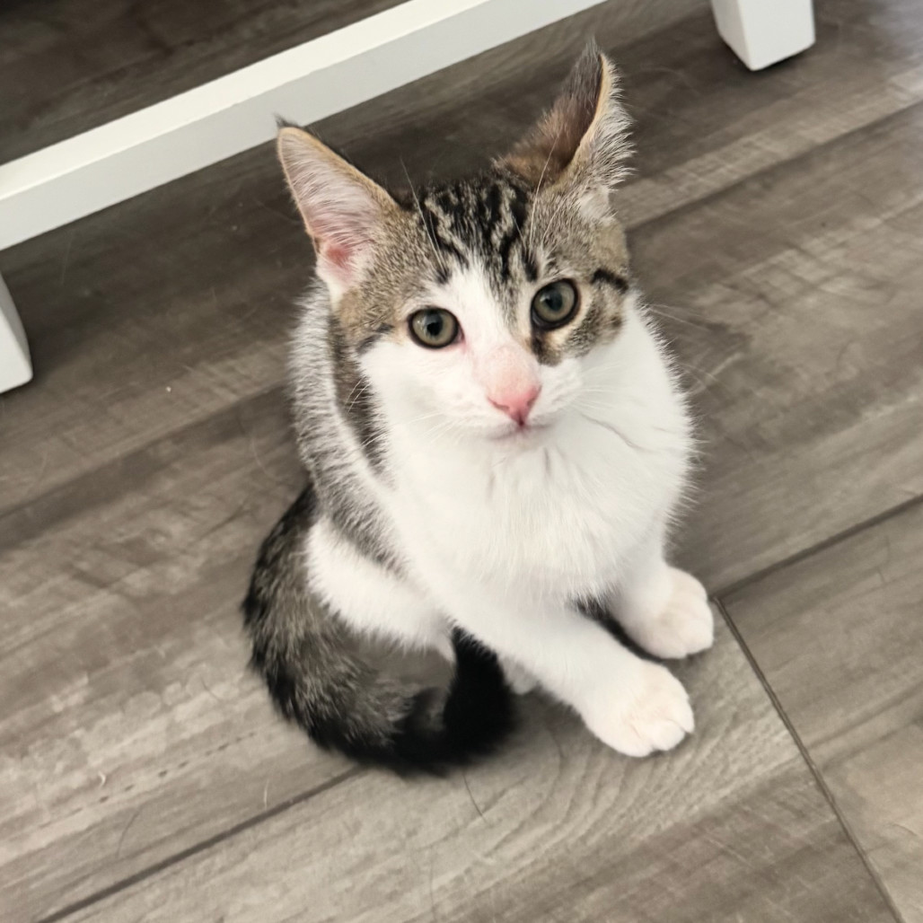 Simba