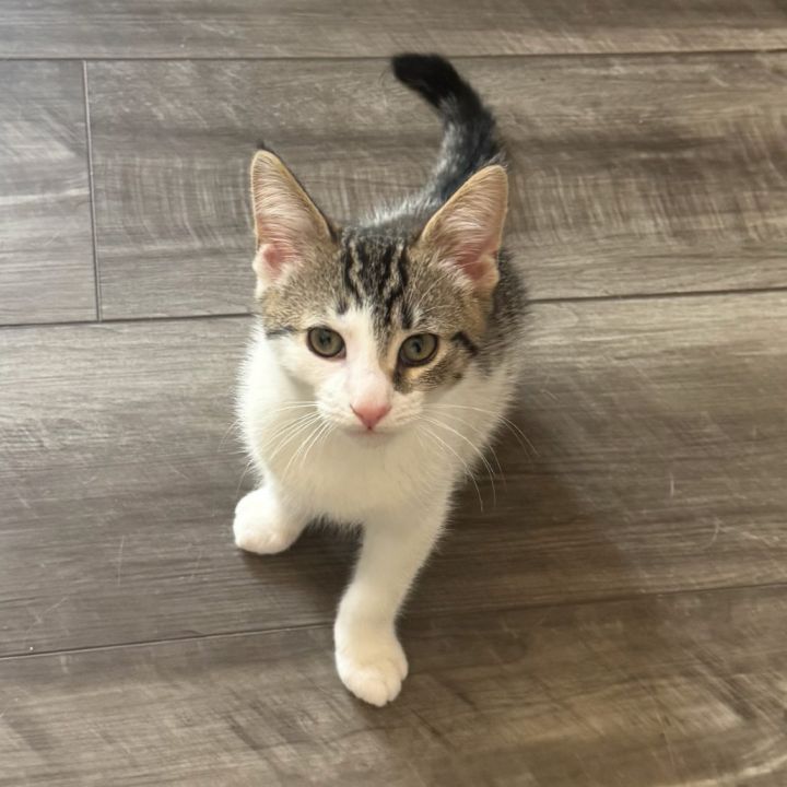 Simba 3