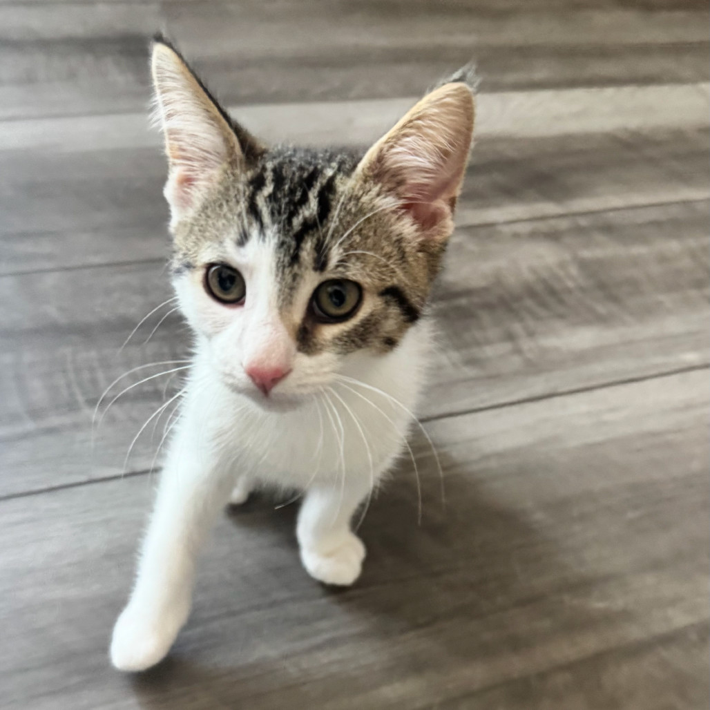 Simba