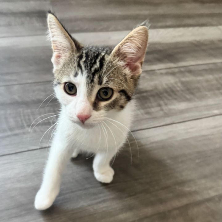 Simba 4