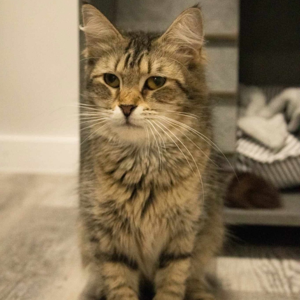 Nala