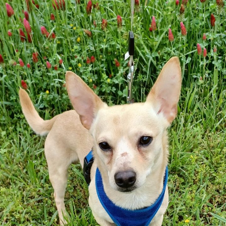 Louie 2