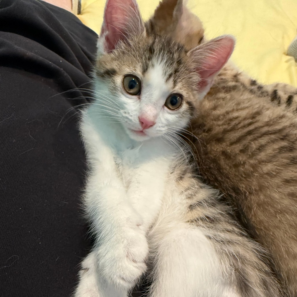 DW NRAR (Ambrosia's Kitten)