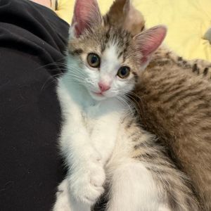 DW NRAR (Ambrosia&#39;s Kitten), Baby Female unknown