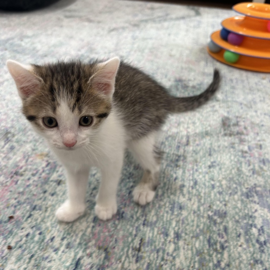 DW NRAR (Ambrosia's Kitten)