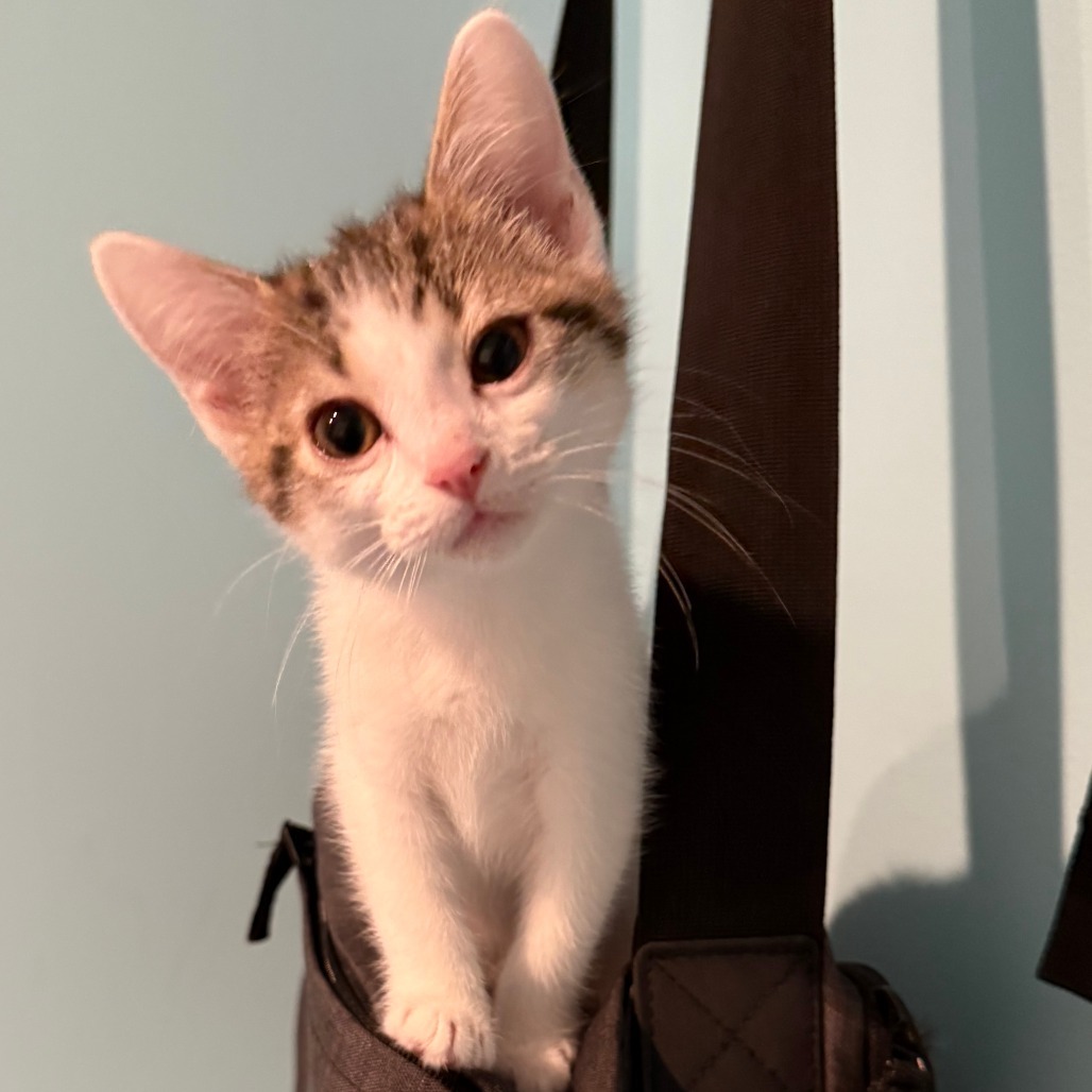 DW NRAR (Ambrosia's Kitten)
