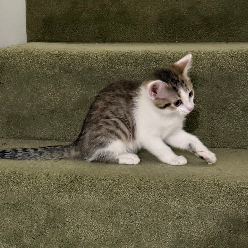 DW NRAR (Ambrosia's Kitten)
