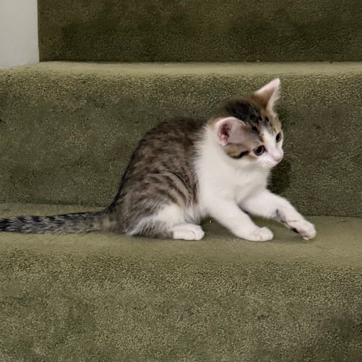 DW NRAR (Ambrosia's Kitten) 4